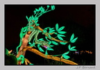 illuminationjardinPlante 23-12-21 3380