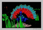 illuminationjardinPlante 23-12-21 3415