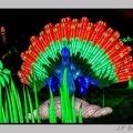 illuminationjardinPlante 23-12-21 3421