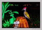 illuminationjardinPlante 23-12-21 3440