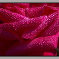 IMGP0336