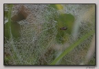 IMG 0623