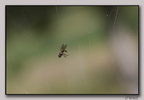 IMG 0646