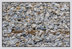 Cayeux 25-05-25 1307