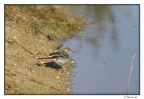 IMG 0071 (1936 visites) IMG 0071