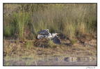 IMG 0368 (1694 visites) IMG 0368