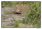IMG 1100 (1761 visites) IMG 1100