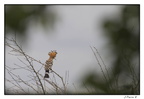 IMG 9160 (1590 visites) IMG 9160