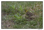 IMG 9631 (1380 visites) IMG 9631