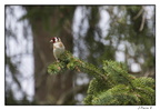 IMG 9724 (1686 visites) IMG 9724