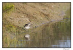 IMG 9955 (1640 visites) IMG 9955