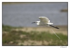 Oiseaux