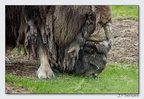 PairiDaiza 23-05-23 1761