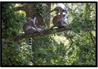 ParcDesFelins18072015