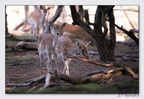 SainteCroixAout23 23-08-30 0015 (1223 visites) SainteCroixAout23 23-08-30 0015
