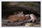 SainteCroixAout23 23-08-30 0059 (1305 visites) SainteCroixAout23 23-08-30 0059