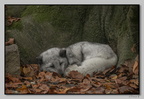 ZooMulhouse 21-11-26 0315