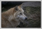ZooMulhouse 21-11-26 0384