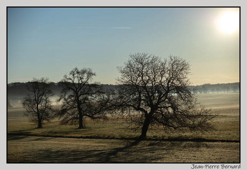 3arbres.jpg