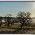 3arbres