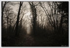 Insta Fontainebleau 26-03-08 0037