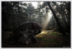 Insta Fontainebleau 26-03-08 0044