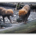 ZooVincennesMars 25-03-14 0014