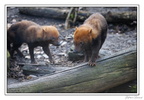 ZooVincennesMars 25-03-14 0014
