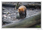 ZooVincennesMars 25-03-14 0020