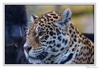 ZooVincennesMars 25-03-14 0026