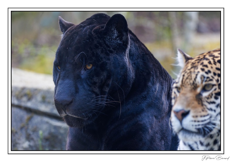 ZooVincennesMars_25-03-14_0027.jpg