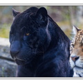 ZooVincennesMars 25-03-14 0027