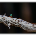 ZooVincennesMars 25-03-14 0048