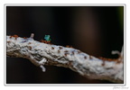 ZooVincennesMars 25-03-14 0048