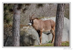 ZooVincennesMars 25-03-14 0080