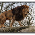 ZooVincennesMars 25-03-14 0085