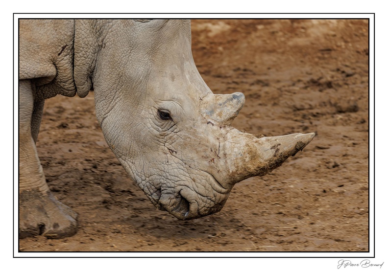 ZooVincennesMars_25-03-14_0096.jpg