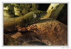 ZooVincennesMars 25-03-14 0236